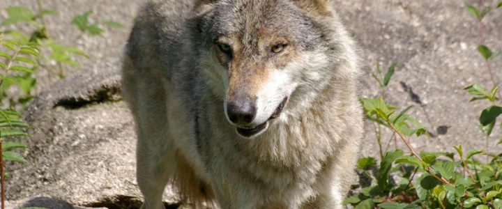 Hérault. Un troisième loup identifié dans le département