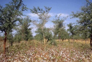 Cultures associées en Afrique