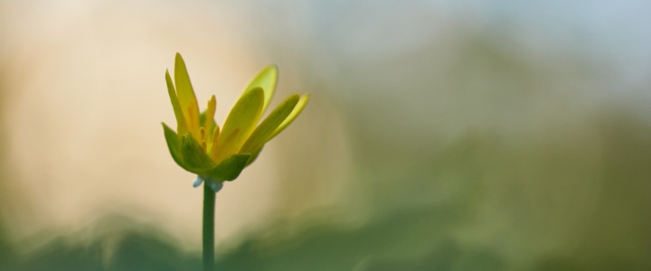 Les buissonières : C’est l’printemps!