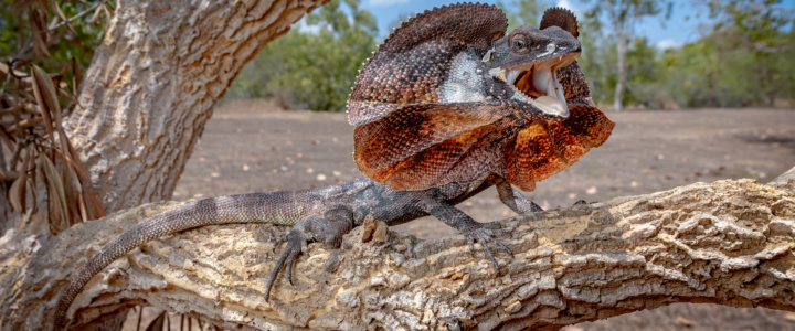 Vivre ici – Des pythons aux dingos, voyage photographique avec Julien Rouard