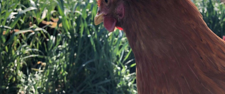 Vivre ici – Stéphanie Méléard, éleveuse de poules pondeuses à Pouzolles