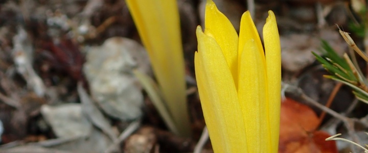 Au fil de l’eau : La flore sauvage en Hérault