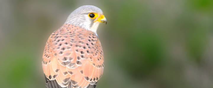 Causse d’Aumelas. EDF Renouvelables condamné après la mort d’oiseaux protégés