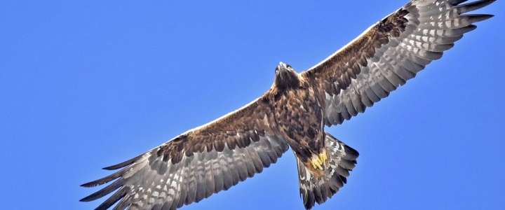 Lunas. Les militants « scandalisés » après la mort du dernier aigle royal mâle au pied des éoliennes