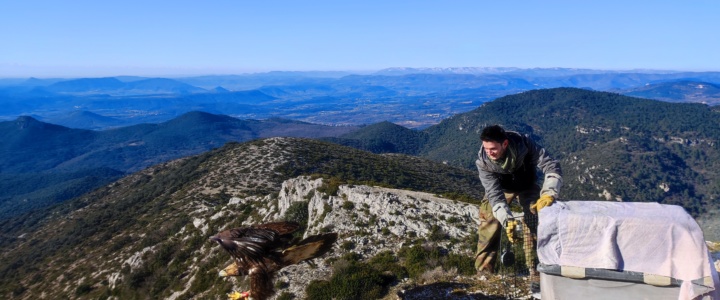 Cœur d’Hérault. Un aigle royal retrouve la liberté après avoir été soigné par la Ligue de protection des oiseaux