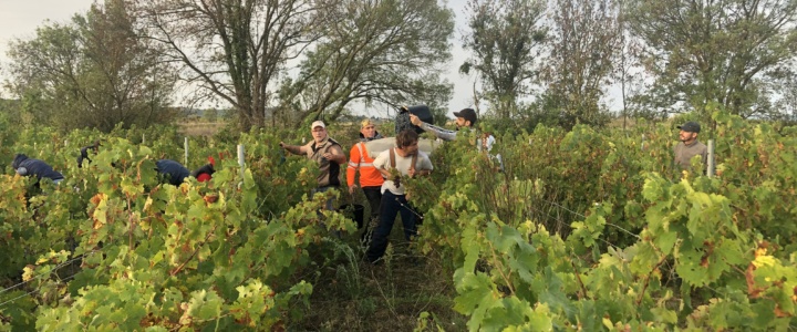 Les Nouveaux Sauvages – Les Vendanges du Domaine La Chapelle Saint-Mathieu