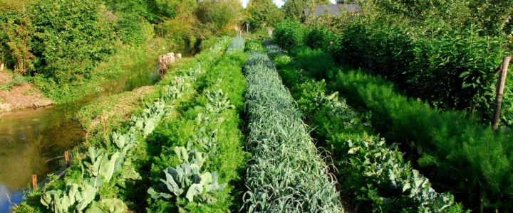 Agroforesterie : préserver la ressource en eau