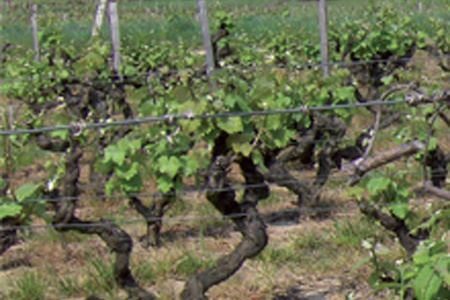 L’eau, la vigne, le changement climatique