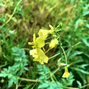 la roquette jaune