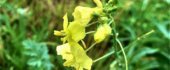 La roquette jaune