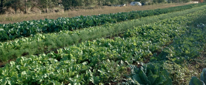 Novembre au potager