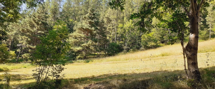 Alerte sur nos forêts : la déforestation et la sylviculture industrielle 